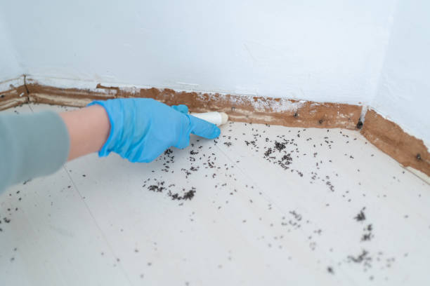 Wasp Removal Services in Vale, OR